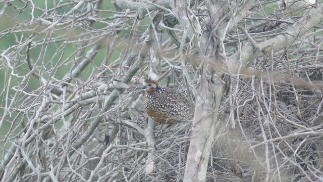 Crested Bobwhite - ML243230791