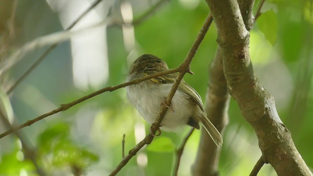 Pearly-vented Tody-Tyrant - ML243230901