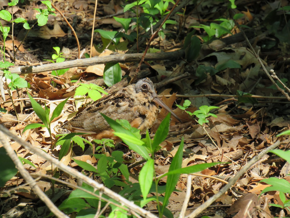 American Woodcock - Carolyn Chee