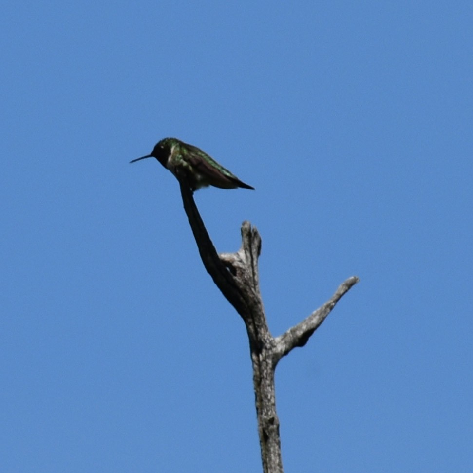 Colibri à gorge rubis - ML243231231