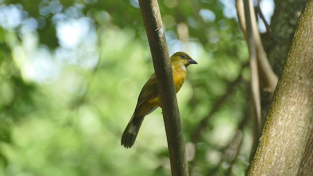 Tangara Cabecigrís - ML243231631