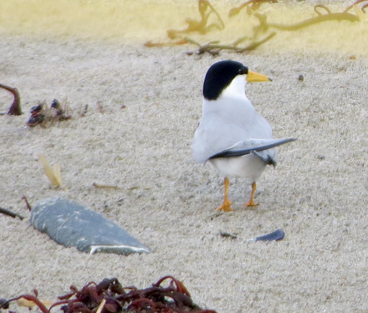 Least Tern - ML243232351