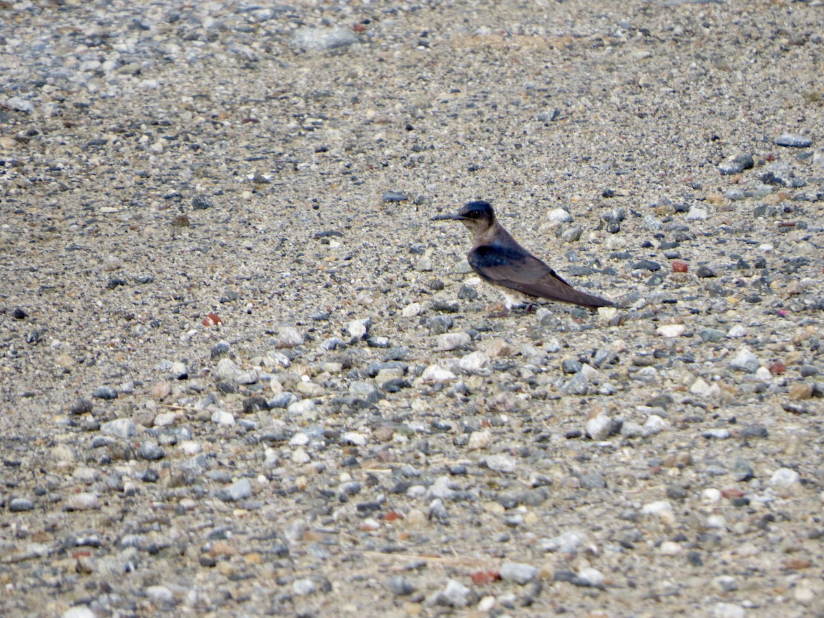 Purple Martin - ML243232561