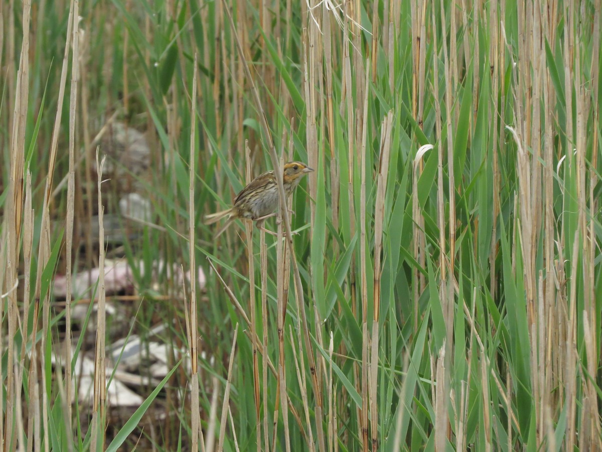 Saltmarsh Sparrow - ML243232821