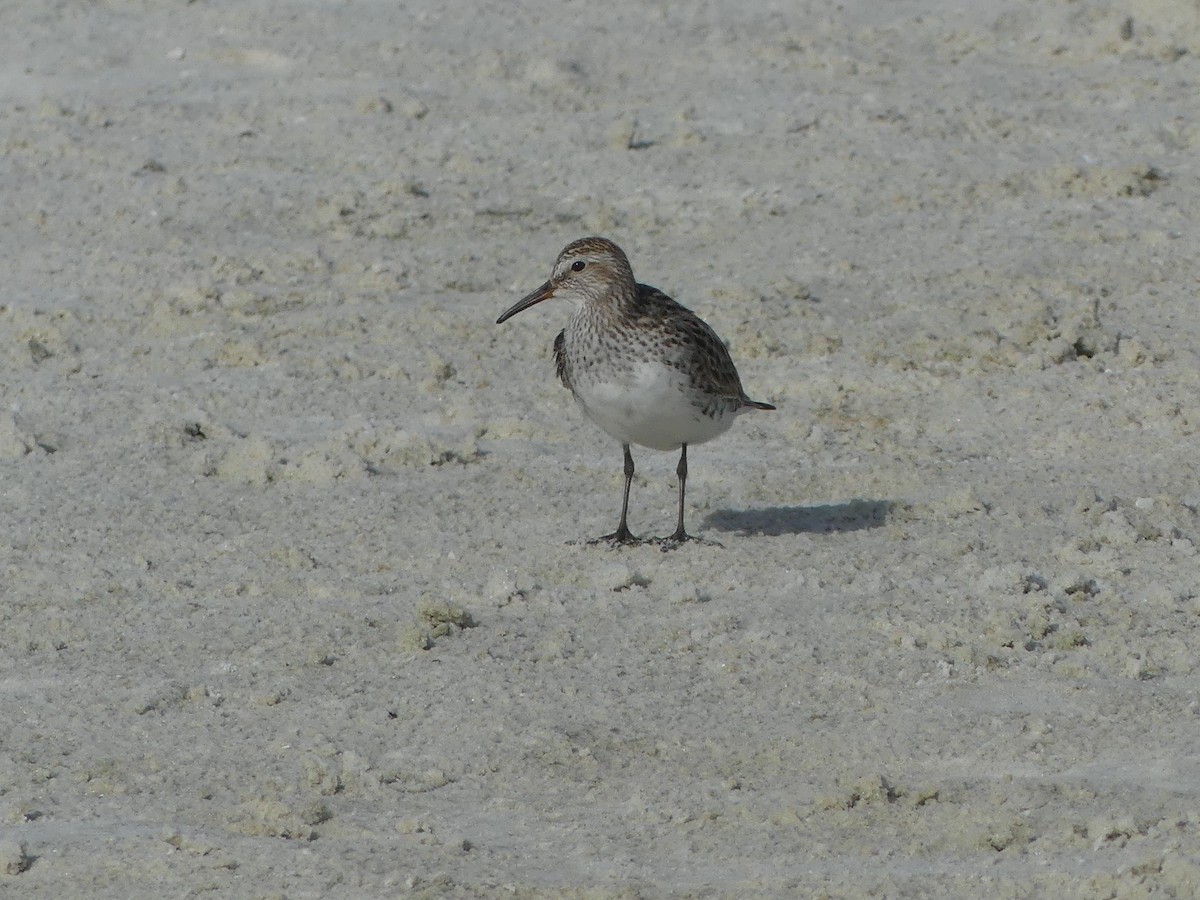 White-rumped Sandpiper - ML243232981