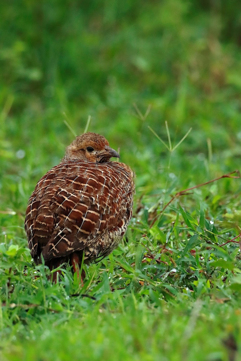 Gray Francolin - Novelkumar M S