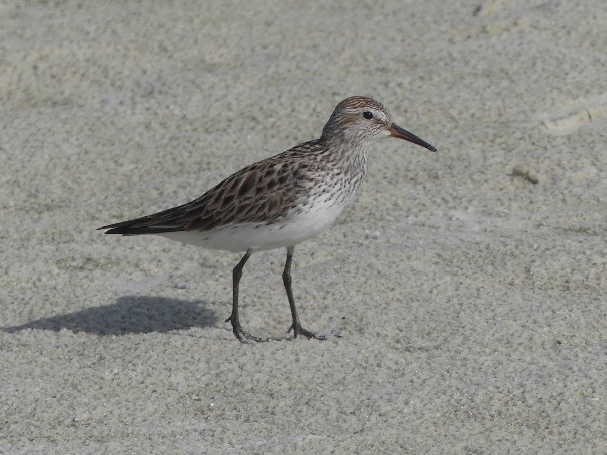 White-rumped Sandpiper - Cindy Olson