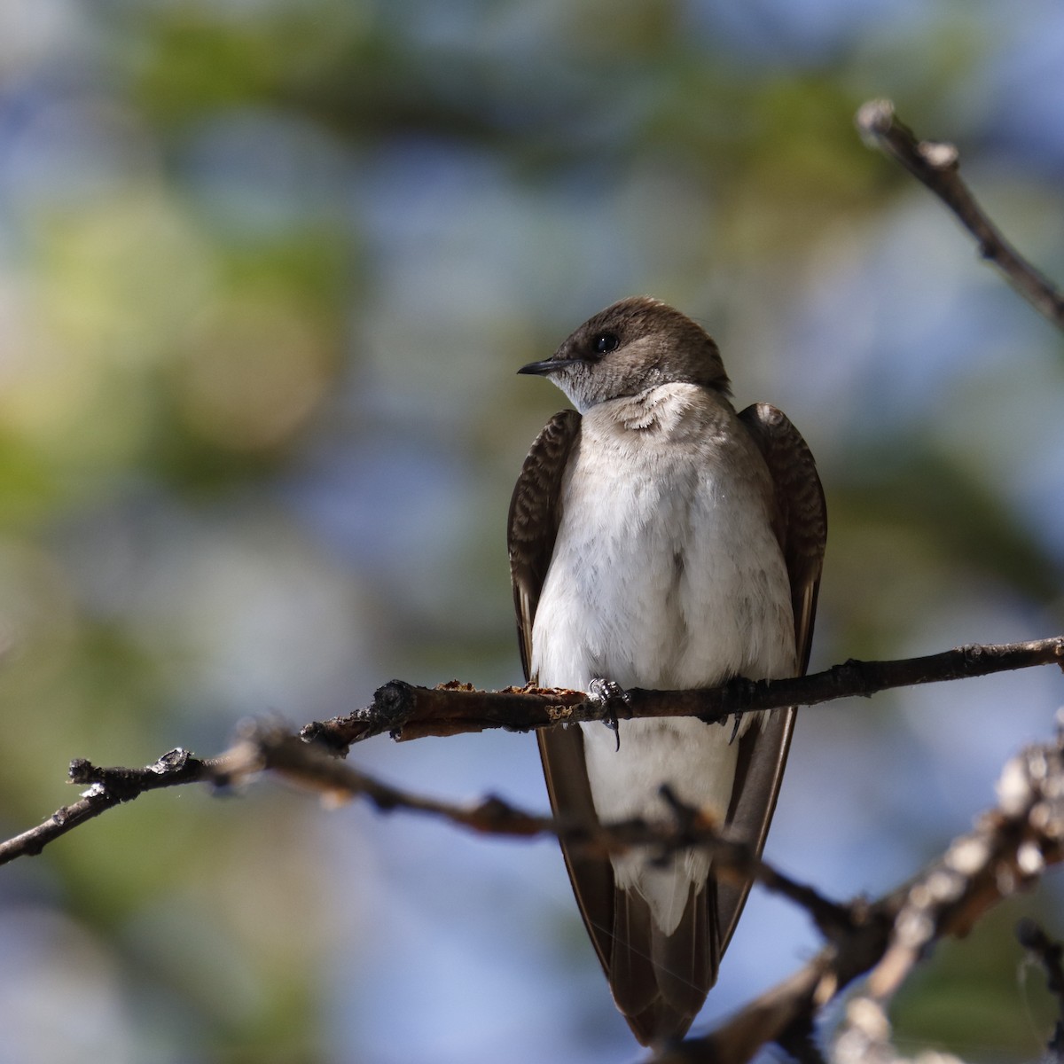 Northern Rough-winged Swallow - ML243233541