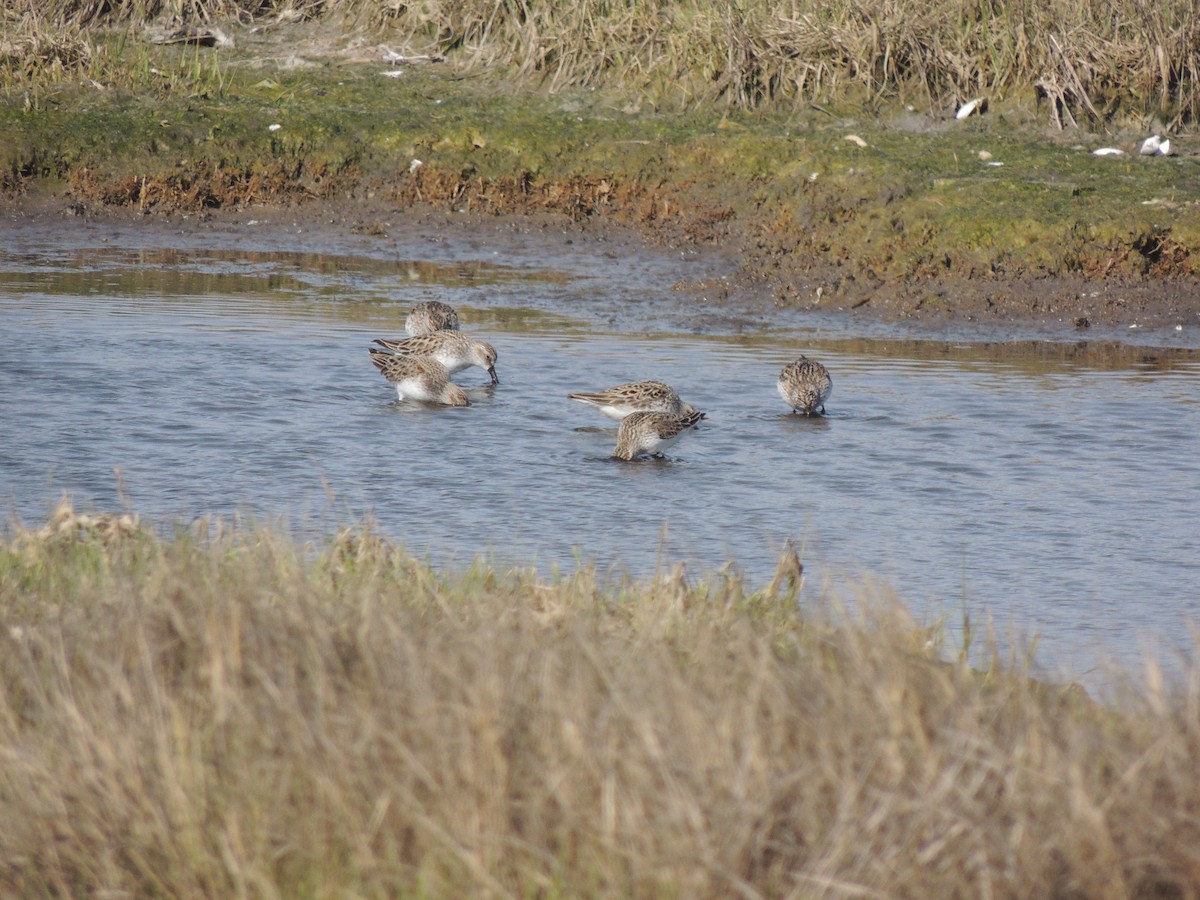 Semipalmated Sandpiper - Steven Schellenger