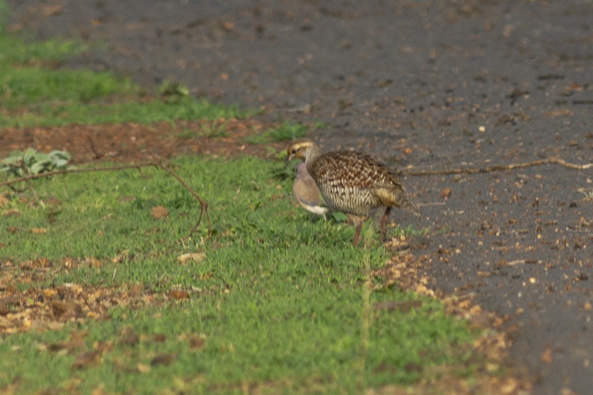 Gray Francolin - ML243234531