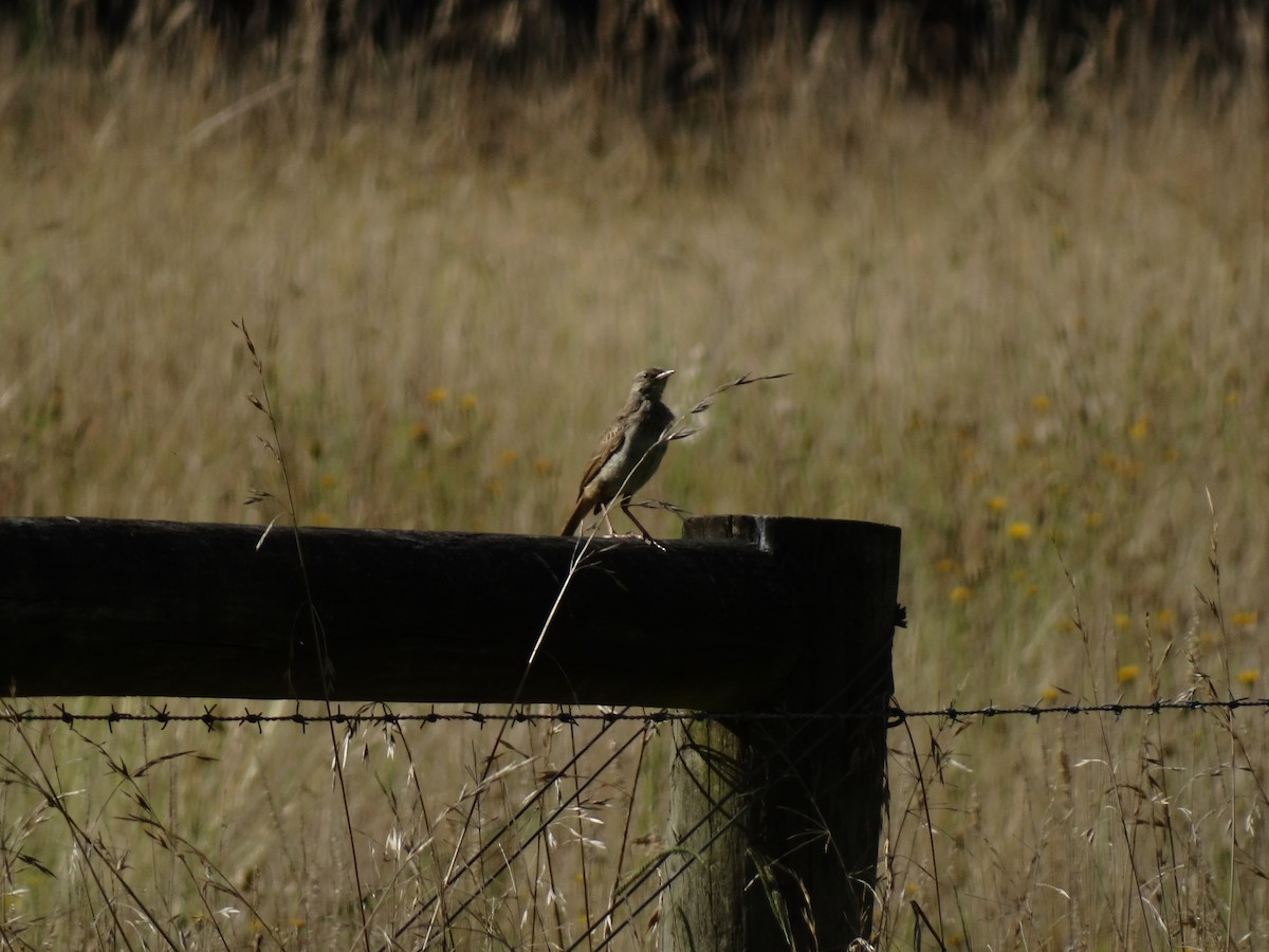 Rufous Songlark - ML24323601