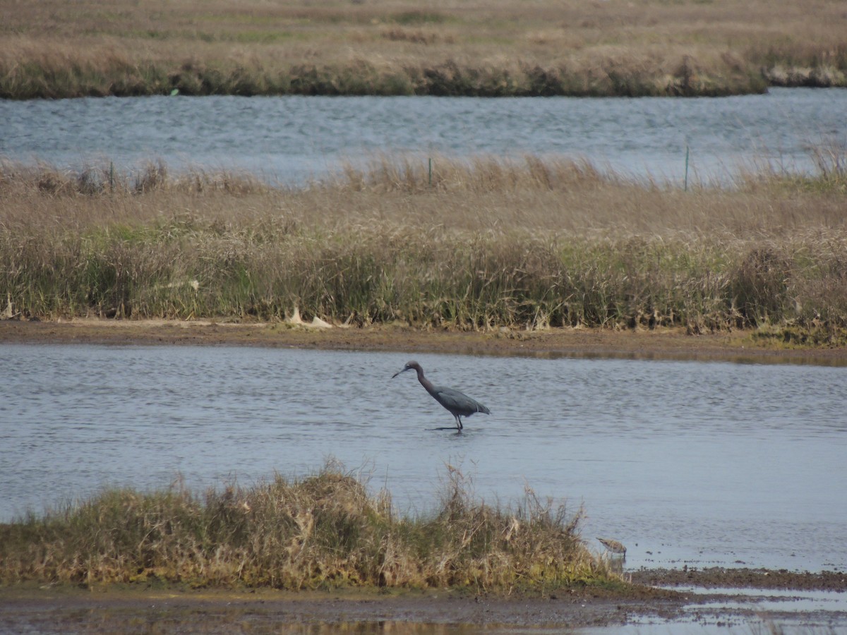 Garceta Azul - ML243236551