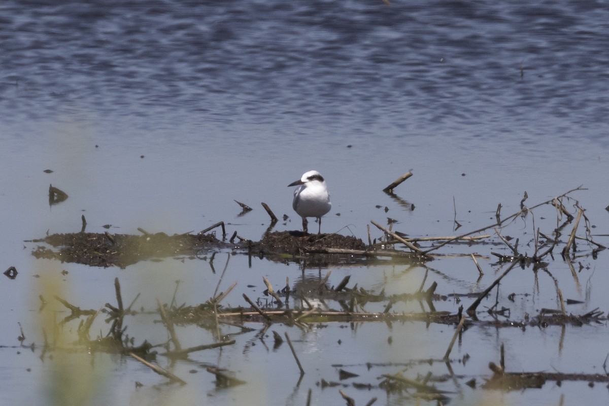 Forster's Tern - Colleen Childers