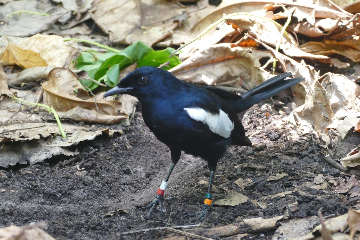 Seychelles Magpie-Robin - ML24323921