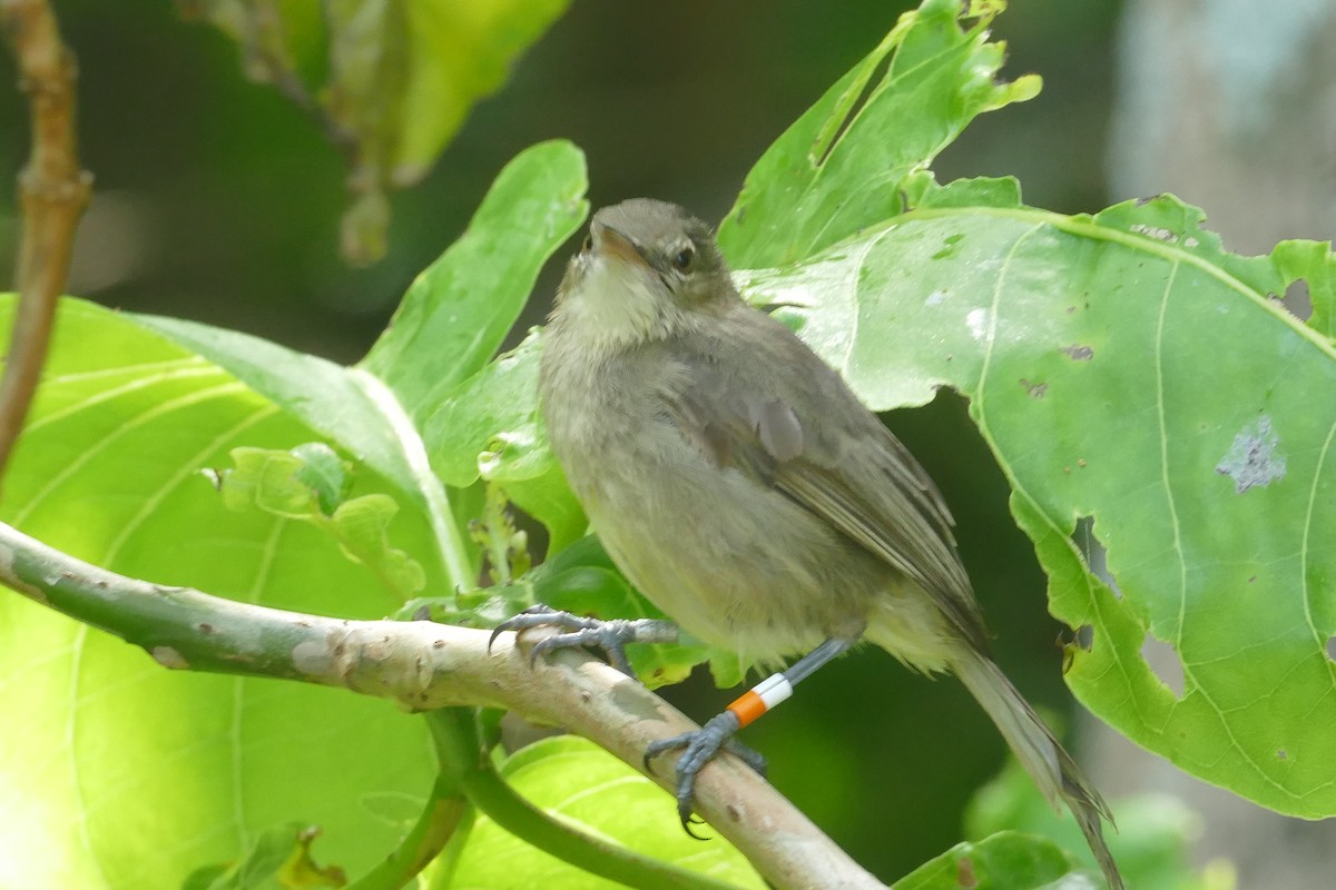 Seychelles Warbler - ML24323951