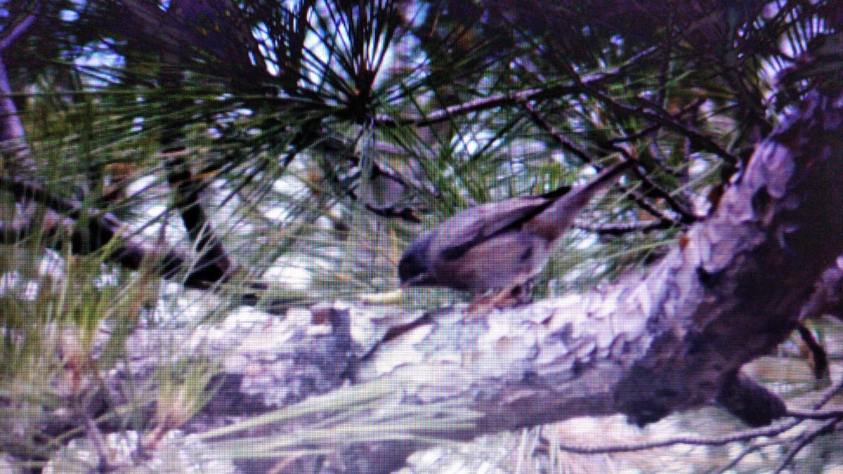 Eastern Subalpine Warbler - ML243239701