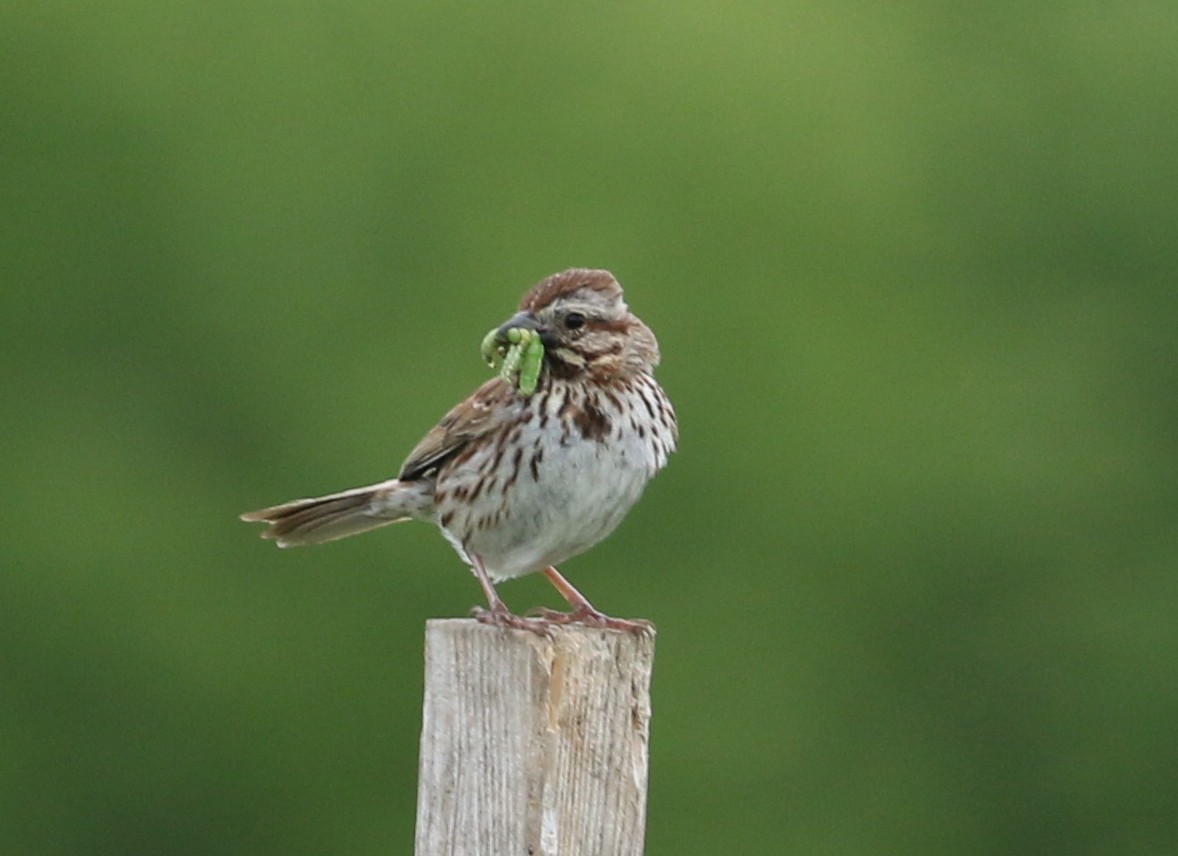 Song Sparrow - ML243240881