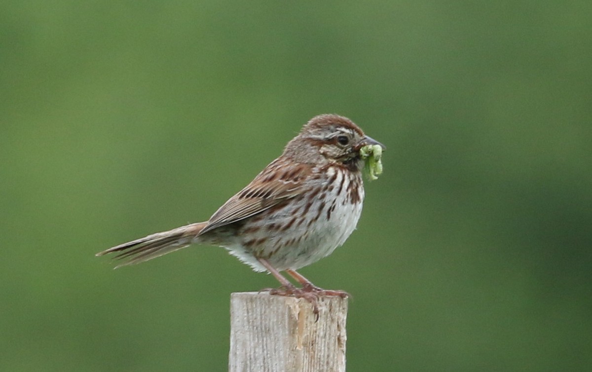 Song Sparrow - ML243240911