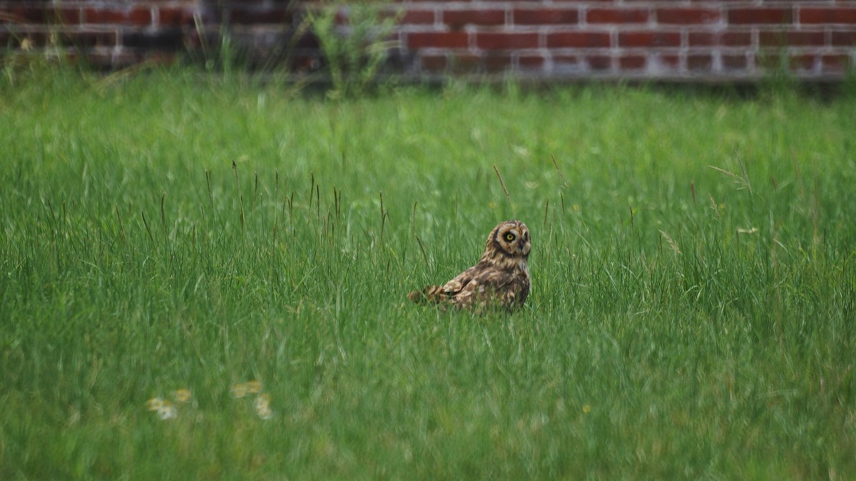 Short-eared Owl (Antillean) - ML243242701