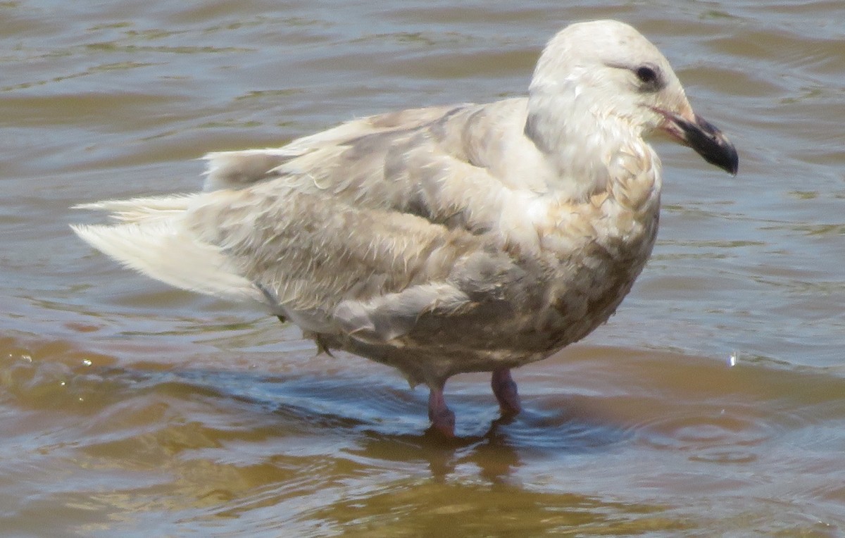Glaucous-winged Gull - ML243245361