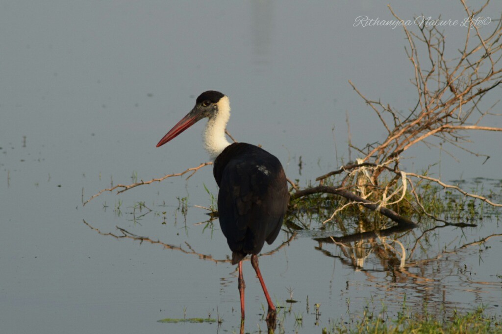 Asian Woolly-necked Stork - Magesh Ram