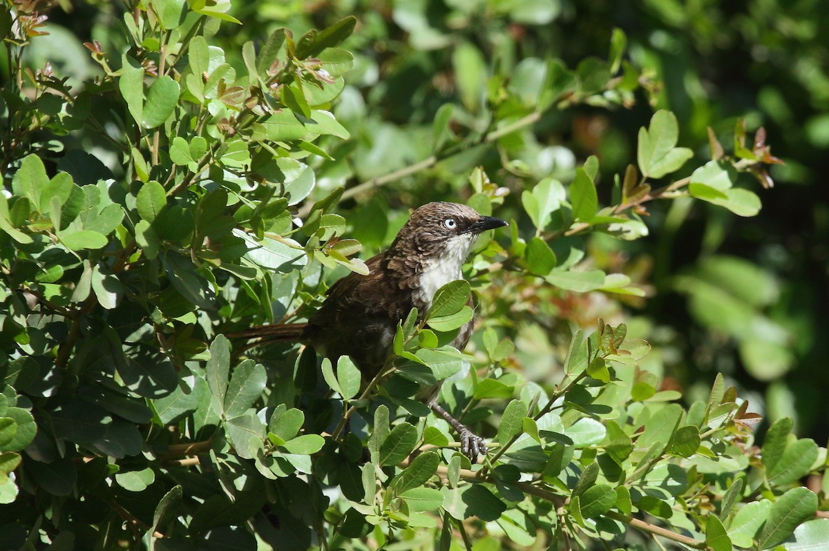 Black-lored Babbler (Nanyuki) - ML24324581