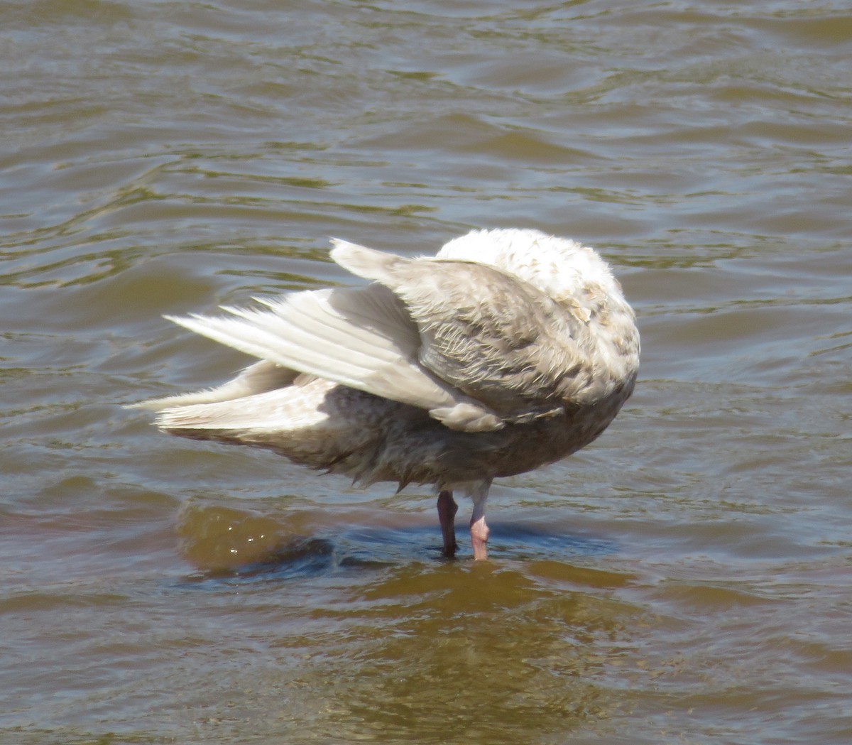 Glaucous-winged Gull - ML243246671