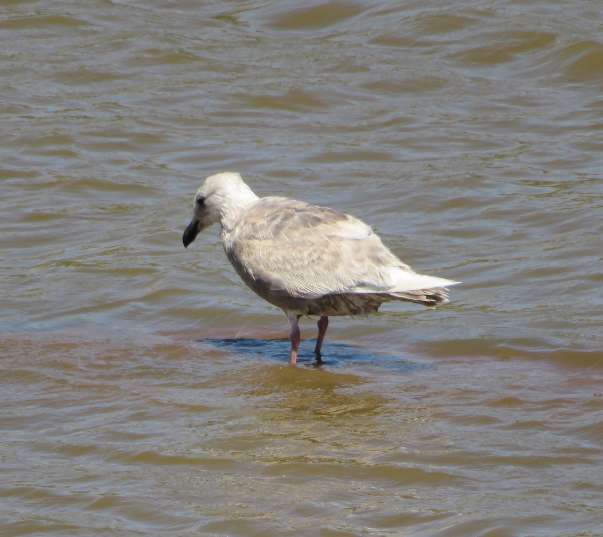 Glaucous-winged Gull - ML243247231