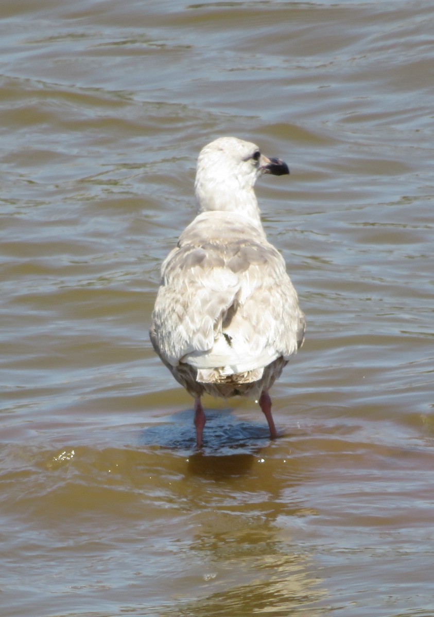 Glaucous-winged Gull - ML243247411