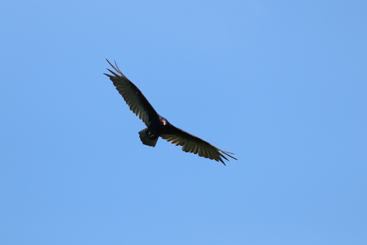 Turkey Vulture - ML243247741