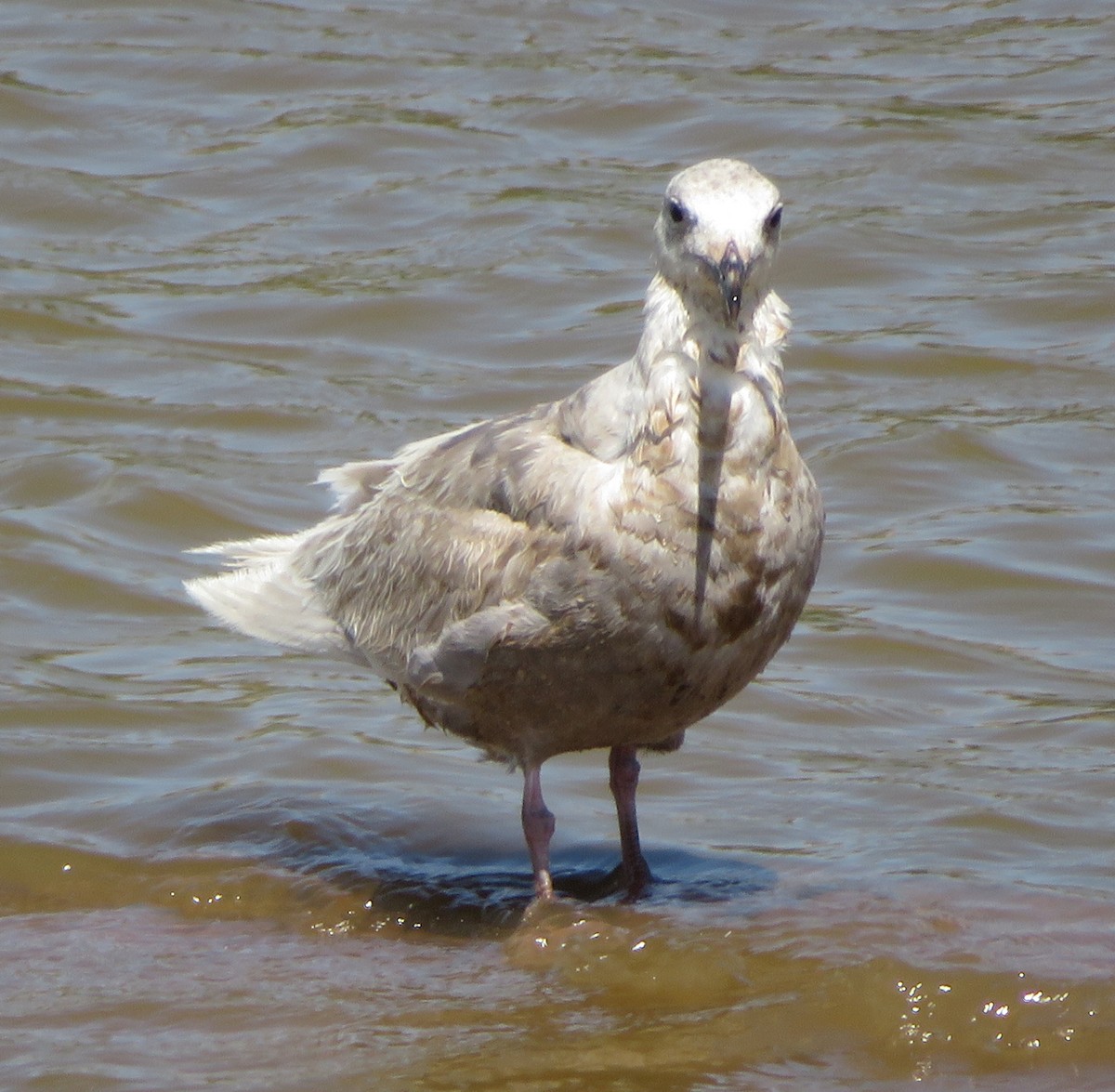 Glaucous-winged Gull - Paul Sellin