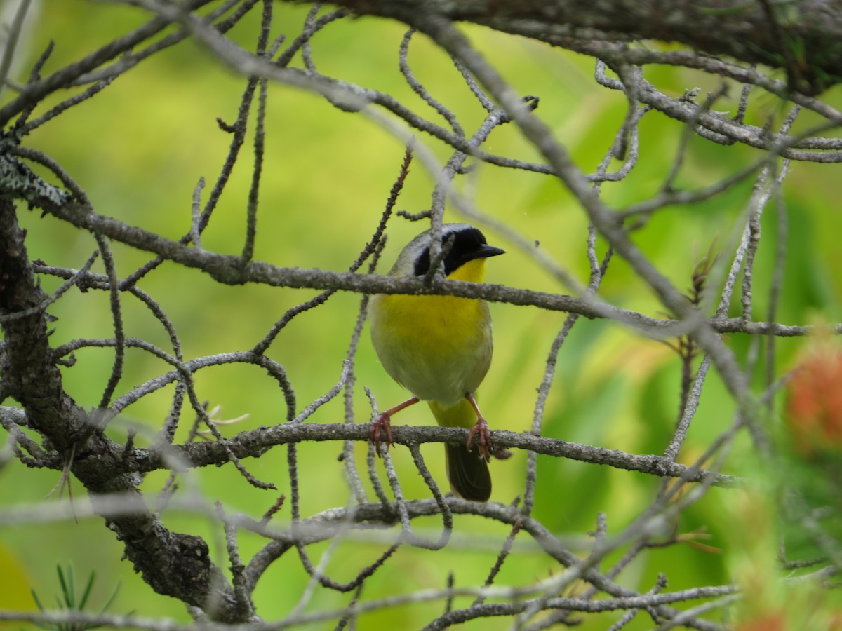 Common Yellowthroat - ML243248211