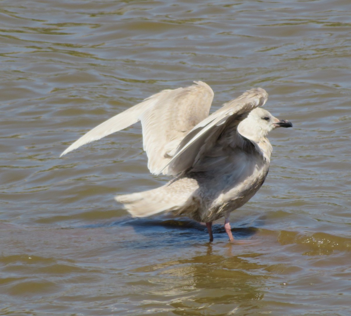 Glaucous-winged Gull - ML243248321