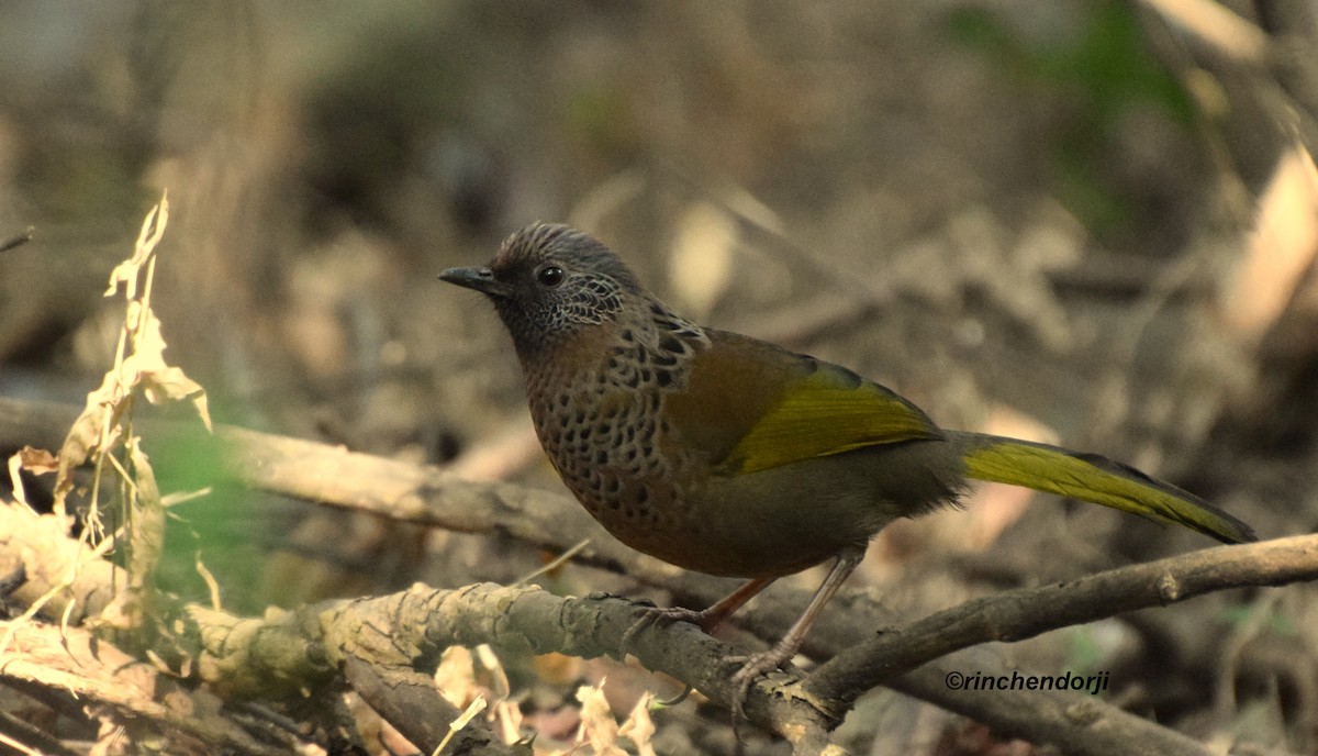 Chestnut-crowned Laughingthrush - Rinchen Dorji