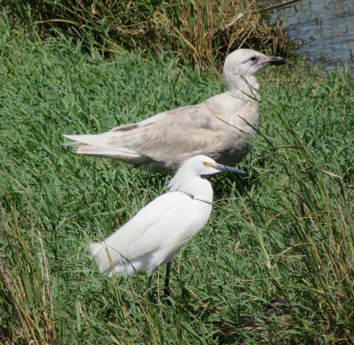 Goéland à ailes grises - ML243249621