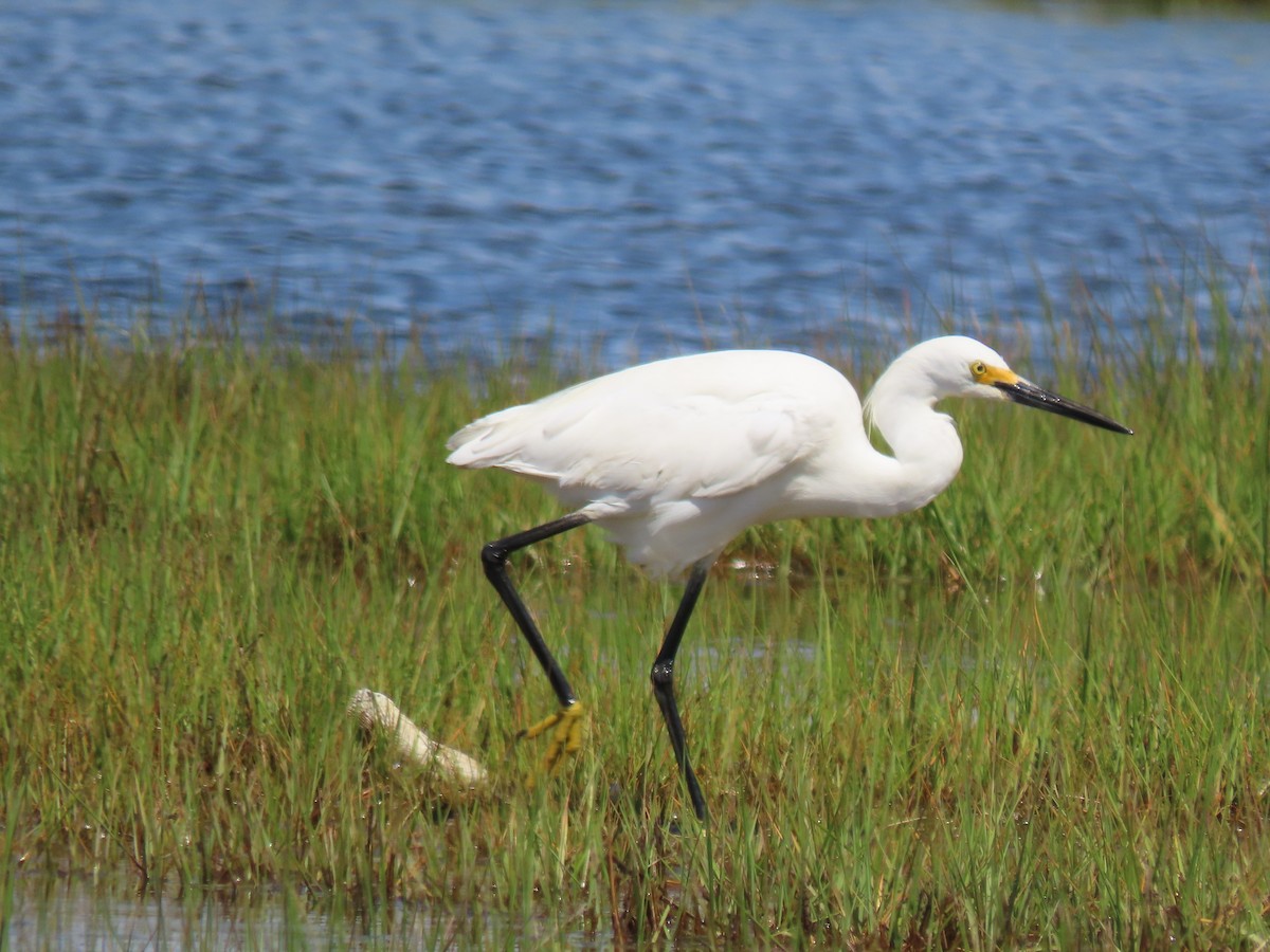 Snowy Egret - Terryl  Tindall