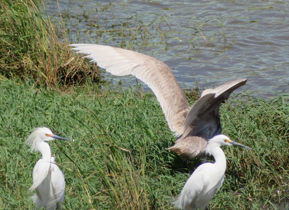 Glaucous-winged Gull - Paul Sellin