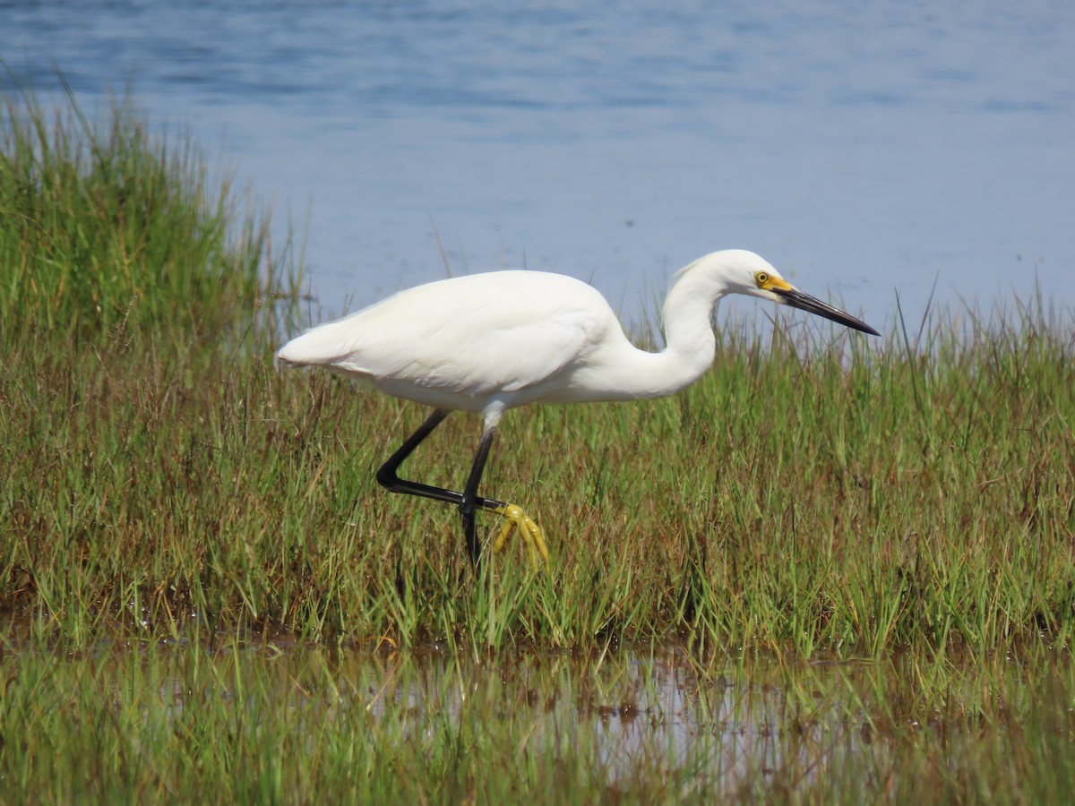 Snowy Egret - Terryl  Tindall