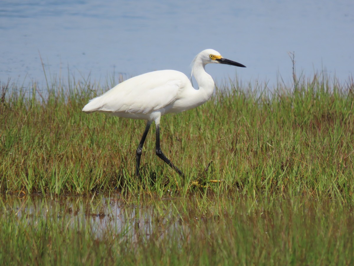 Snowy Egret - Terryl  Tindall