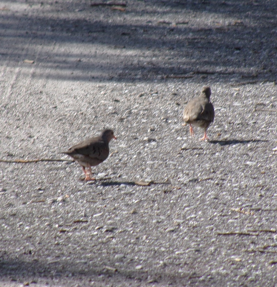 Common Ground Dove - ML243249971