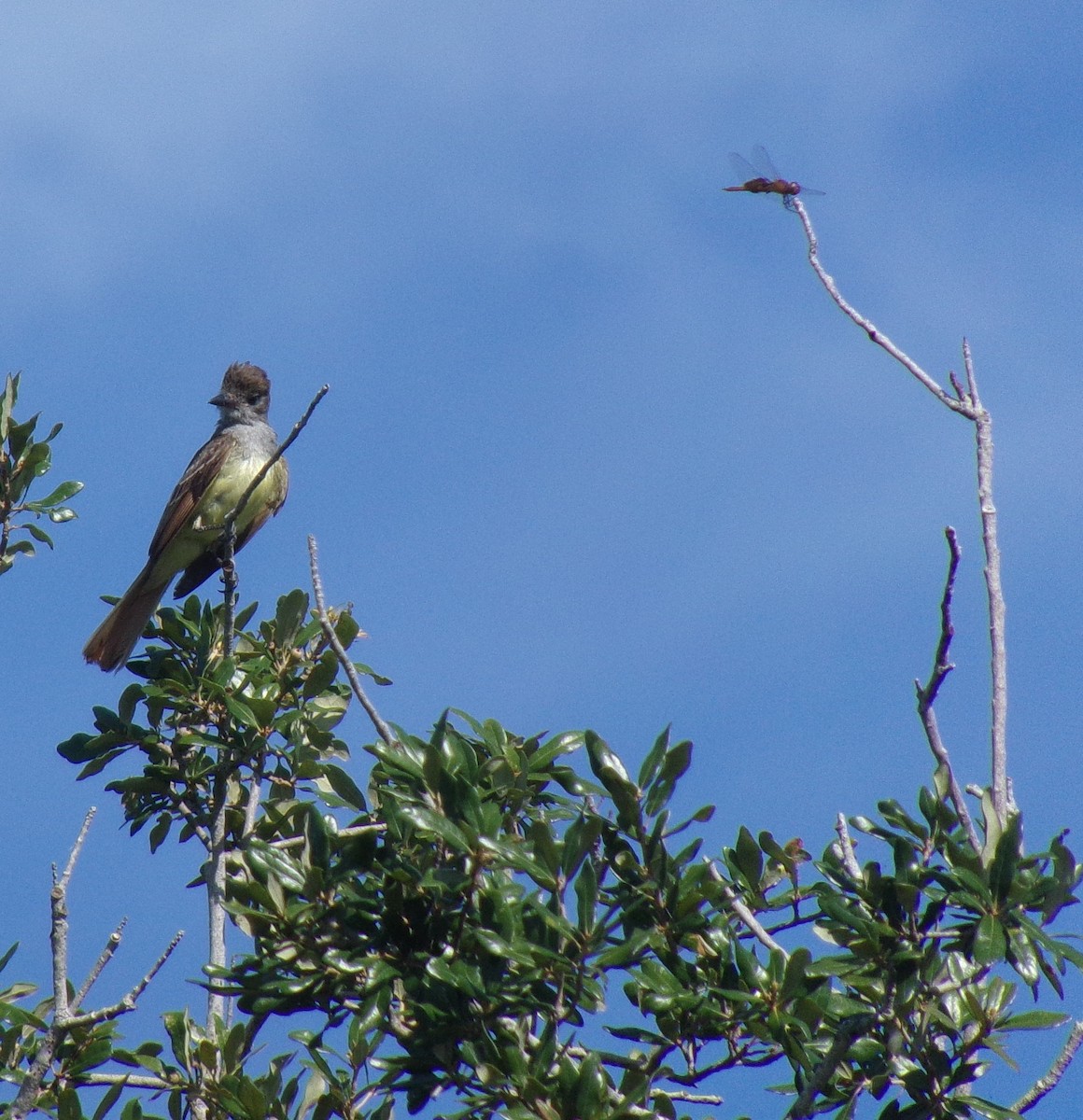 Great Crested Flycatcher - Sharon Buck