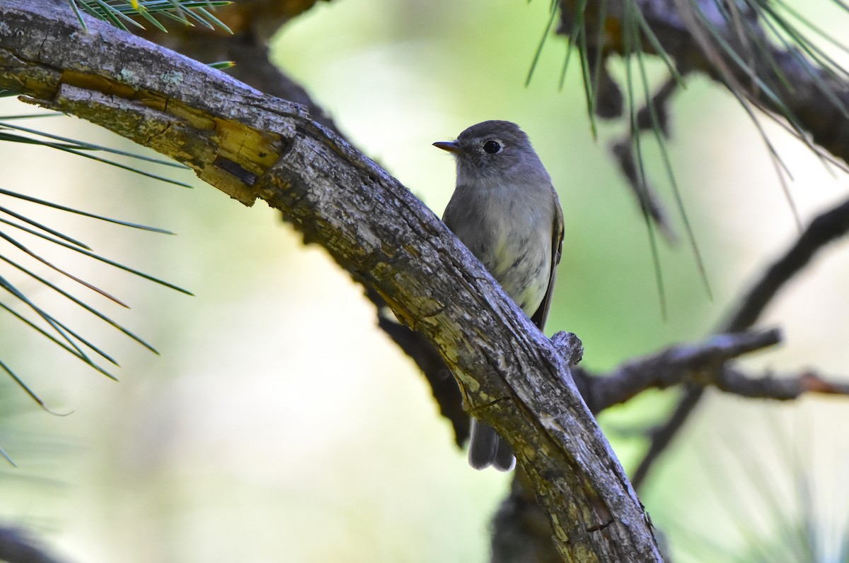 Hammond's Flycatcher - ML243250511