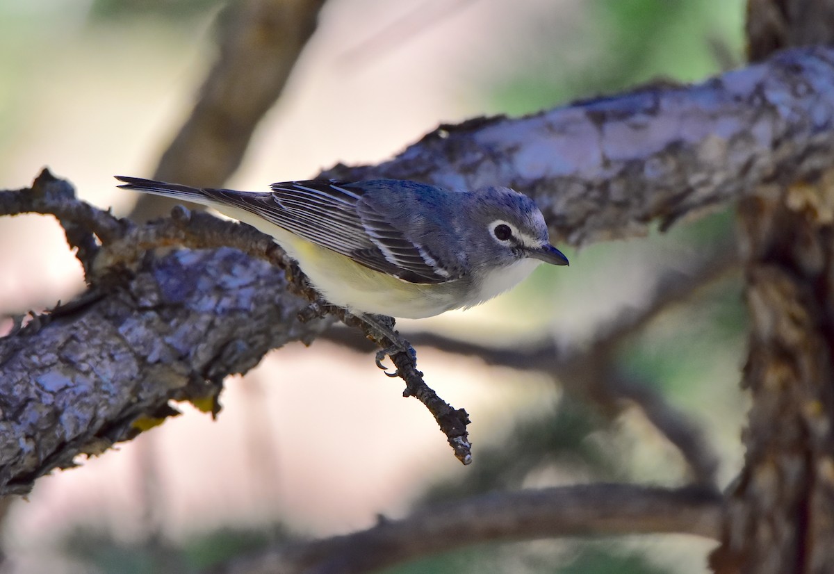 Plumbeous Vireo - ML243250551