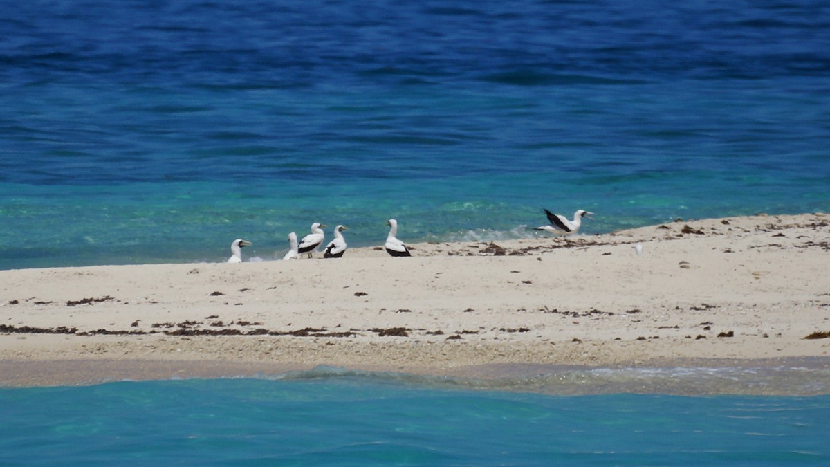 Masked Booby - ML243253631