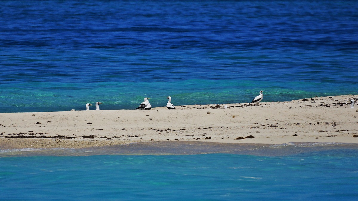 Masked Booby - ML243253661