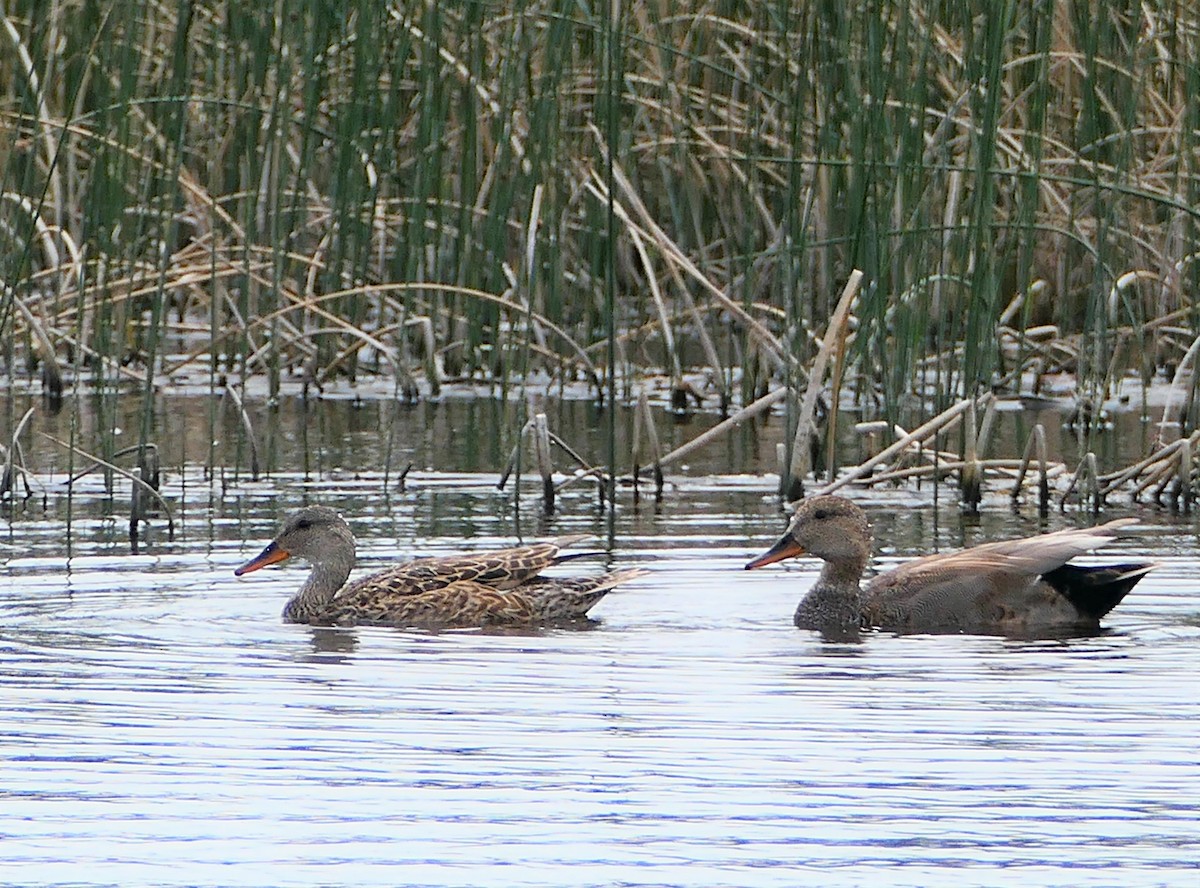 Gadwall - Sheila Skay