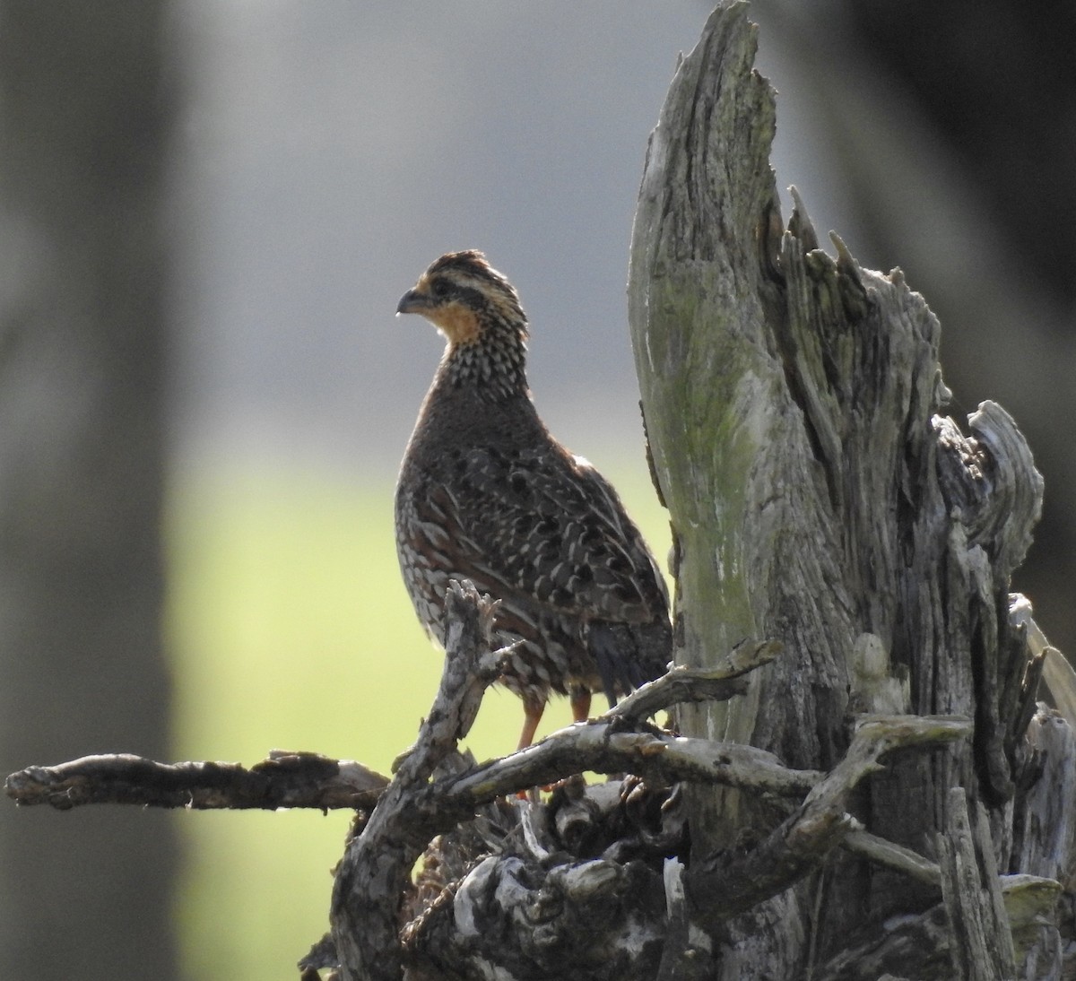 Northern Bobwhite - ML243255421