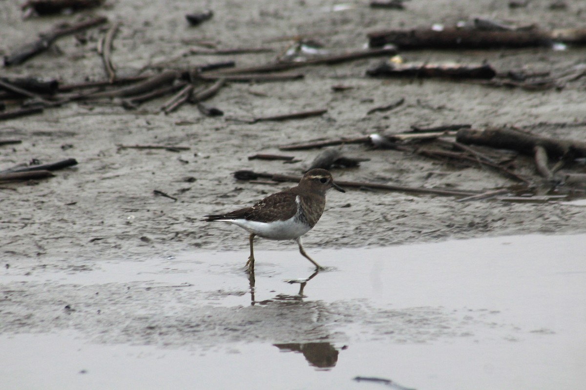 Rufous-chested Dotterel - ML243255921