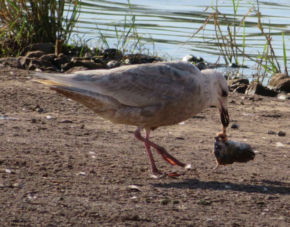 Glaucous-winged Gull - ML243257281