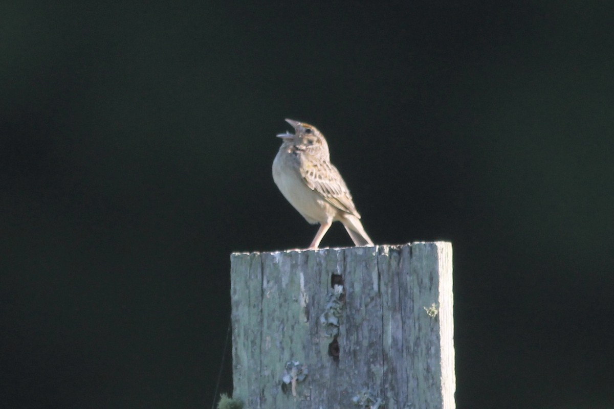 Grasshopper Sparrow - ML243257301